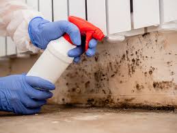 Best Attic Mold Removal  in USA